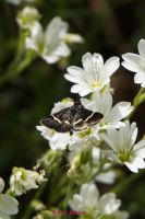 Pyrausta Cingulata (2)